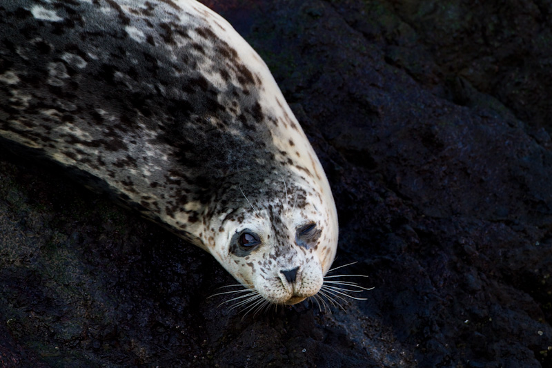 Harbor Seal